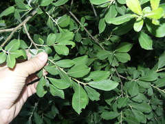 Salix cinerea cinerea