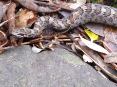 Crotalus intermedius