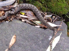 Crotalus intermedius