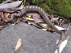 Crotalus intermedius