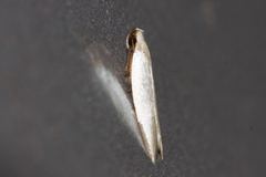 Scieropepla polyxesta