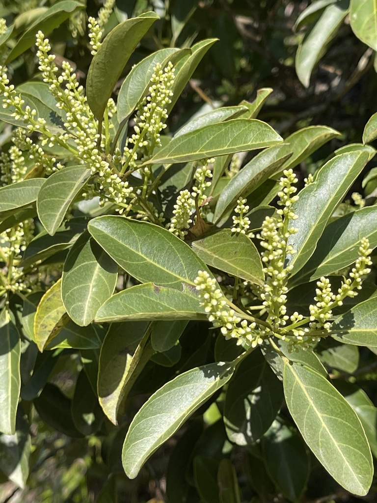 Chinese sweetspire (Itea chinensis)