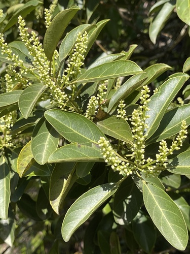 Chinese sweetspire (Itea chinensis)