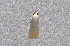 Scieropepla polyxesta