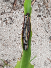 Spodoptera picta