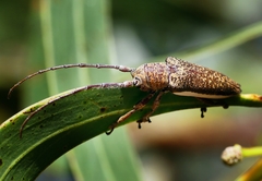 Rhytiphora decipiens