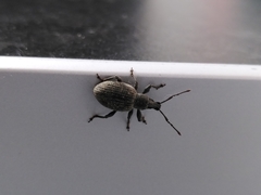 Otiorhynchus sulcatus