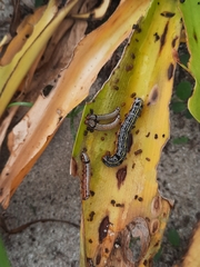 Spodoptera picta
