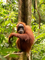 Pongo abelii