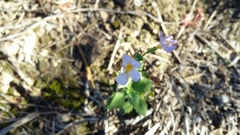 Jamesbrittenia argentea