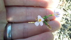 Jamesbrittenia argentea