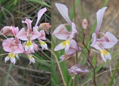 Gladiolus virescens