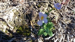 Jamesbrittenia argentea