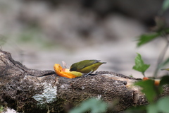 Euphonia xanthogaster