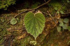 Begonia fimbristipula