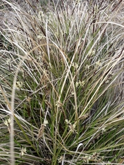 Carex