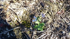 Jamesbrittenia argentea