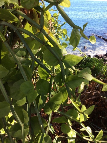 Single-stemmed Wild Grape