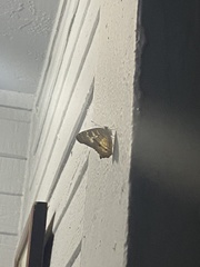 Anartia jatrophae