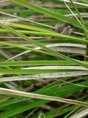 Carex
