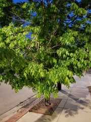 Magnoliopsida