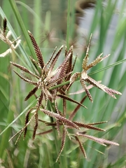 Cyperus flavidus