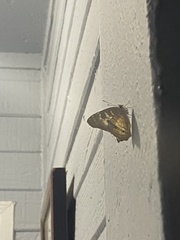 Anartia jatrophae