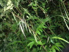 Bromus ramosus