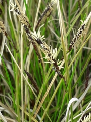 Carex