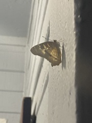 Anartia jatrophae