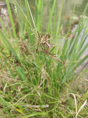 Cyperus flavidus