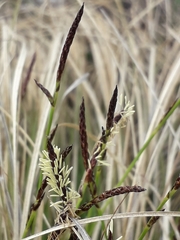Carex