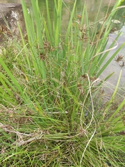 Cyperus flavidus