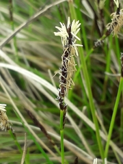 Carex
