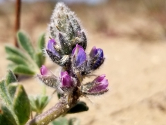 Lupinus nipomensis