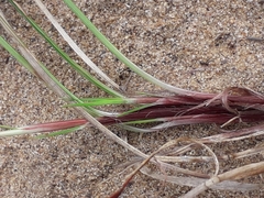 Carex