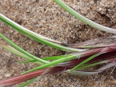 Carex