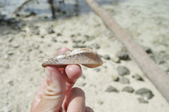 Lamarcka ventricosa
