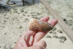 Lamarcka ventricosa