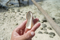 Lamarcka ventricosa