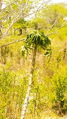 Vasconcellea cauliflora