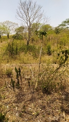 Vasconcellea cauliflora