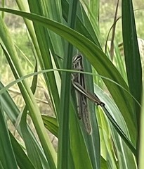 Schistocerca pallens