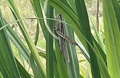 Schistocerca pallens