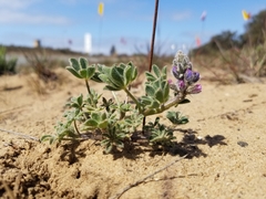Lupinus nipomensis