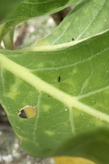 Nylanderia bourbonica