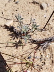 Lupinus nipomensis