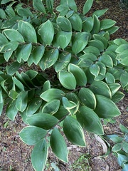 Polygonatum odoratum pluriflorum