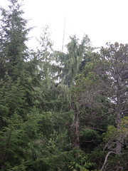 Cupressus nootkatensis