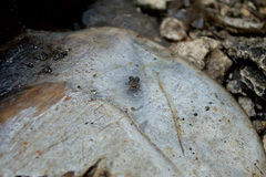 Scholastes lonchifer